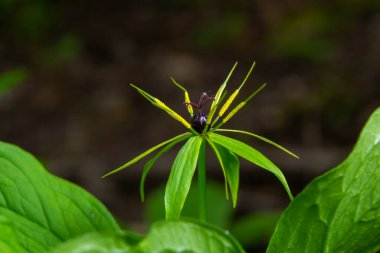 Paris kuadrifolisi. Zehirli bitkinin yakın plan çiçekleri, bitki örtüsü ya da gerçek aşıkların düğümü. Çiçek açan çimenler Paris. Karga gözü ya da kuzgun gözü, ormandaki zehirli dut.