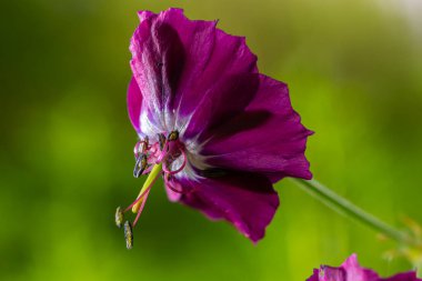 Bahçede koyu mor esmer çiçekler, yeşil bokeh arkaplanlı seçici odak - Geranium pereum.