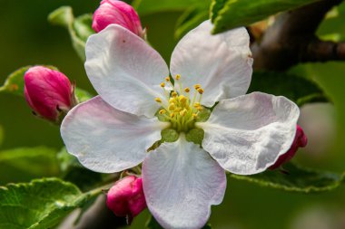 Çiçek tomurcukları, çiçekler ve yeşil taze yapraklar çiçek açan bir elma ağacının dalında. Pembe tomurcuklara yakın çekim ve baharda bulanık bir arkaplanda bir elma ağacının çiçekleri. Seçici odak.