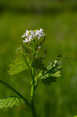 Sarımsak hardal çiçekleri Alliaria petiolata yakından. Alliaria petiolata, hardalgiller (Brassicaceae) familyasından bir bitki türü..