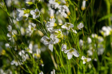 Cardamine Amara, büyük acı tereyağı olarak bilinir. Bahar ormanı. Çiçek açan bir bitkinin çiçek arkaplanı.