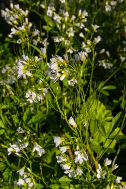 Cardamine Amara, büyük acı tereyağı olarak bilinir. Bahar ormanı. Çiçek açan bir bitkinin çiçek arkaplanı.