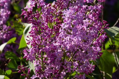 İlkbaharda mor leylak çalıları çiçek açar. Yeşil bahçede güzel çiçekli duvar kâğıdı.