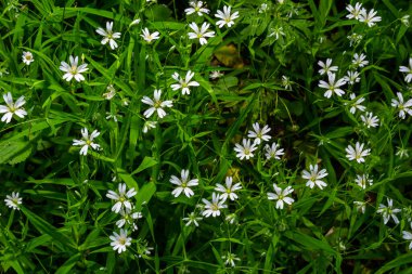Stellaria sanal çayı. Tavuk otunun narin orman çiçekleri, Stellaria holostea ya da Echte Sternmiere. Çiçek arkaplanı. Doğal yeşil arka planda beyaz çiçekler. Bahar ormanında çiçekler.