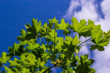 Mavi gökyüzü olan yeşil akçaağaç yaprakları makroda. Yaz güneşli bir gün, arka plan resmi, bahar konsepti.