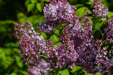 Leylak tomurcuklu dallar. Mor Şırınga ağacı çiçeği. Genç yapraklar ve leylak tomurcukları. Çiçekli leylak tomurcukları.