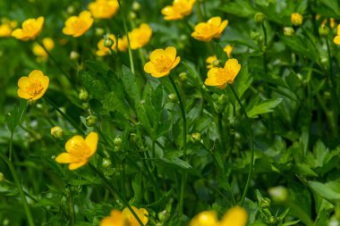 Ranunculus Tövbe 'ye yakın çekim, sürünen düğün çiçeği, Ranunculaceae familyasının çiçek açan bir bitkisidir..