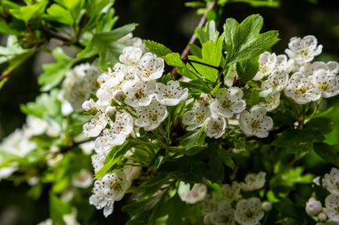 Orta kara dikenli bir dalın ya da krataegus laevigata 'nın bulanık bir arka planı olan şifalı otlar ve tıbbi bitkiler bahçesinde çekilmiş yakın plan fotoğrafı..