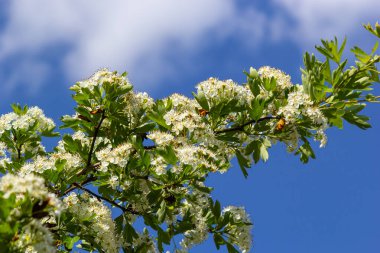 Orta kara dikenli bir dalın ya da krataegus laevigata 'nın bulanık bir arka planı olan şifalı otlar ve tıbbi bitkiler bahçesinde çekilmiş yakın plan fotoğrafı..