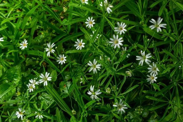 Stellaria sanal çayı. Tavuk otunun narin orman çiçekleri, Stellaria holostea ya da Echte Sternmiere. Çiçek arkaplanı. Doğal yeşil arka planda beyaz çiçekler. Bahar ormanında çiçekler.