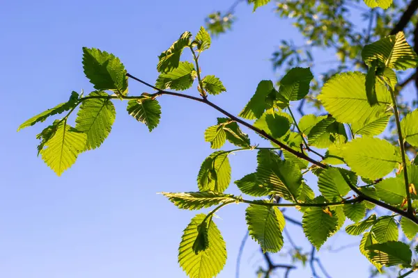 Hornbeam yaprağı güneşte. Taze yeşil yapraklı Hornbeam ağacı dalı. Güzel yeşil doğal arka plan. Bahar yaprakları.