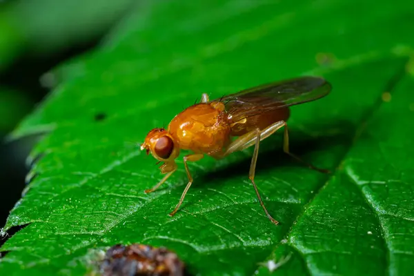 Male common fruit fly Drosophila Melanogaster sitting on a blade of grass with green foliage background.