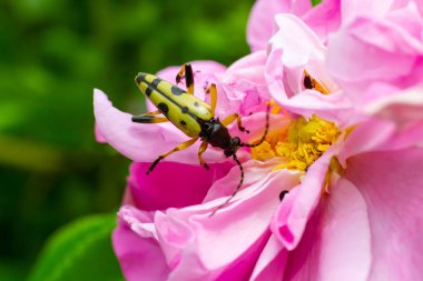 Benekli bir uzun boynuzlu böceğe yakın çekim, Pembe çiçekte Leptura maculata, Daucus carota.