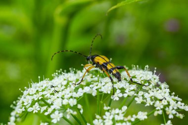 Benekli bir uzun boynuzlu böceğe yakın çekim, Leptura maculata vahşi bir havucun beyaz çiçeğine, Daucus carota.