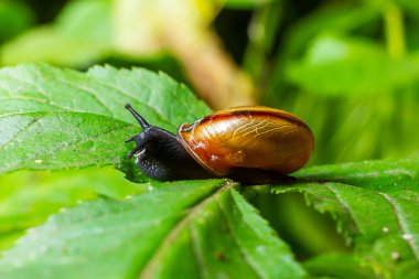 Oxychilus alliarius, yaygın olarak sarımsaklı salyangoz ya da sarımsaklı cam salyangoz olarak bilinir..