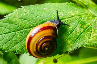 Oxychilus alliarius, yaygın olarak sarımsaklı salyangoz ya da sarımsaklı cam salyangoz olarak bilinir..