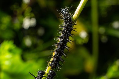 Avrupa tavus kuşu kelebeğinin tırtılları ile beslenirler..