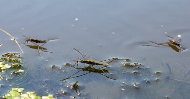 Gerris lacustris 'in ya da sıradan bir göl patencisinin yakın plan fotoğrafı..