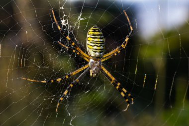 Egzotik çizgili argiope bruennichi küre ağ örümceğinin gün içinde bulanık arka planda örümcek ağında oturması.