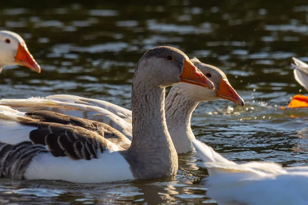A domestic goose is a goose that humans have domesticated and kept for their meat, eggs, or down feathers. Domestic geese have been derived through selective breeding from the wild greylag goose .