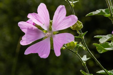 Malva alcea 'nın çiçekleri daha büyük misk, soluk, mine ya da gülhock mallow, yumuşak bulanık yeşil çimen arka planda.