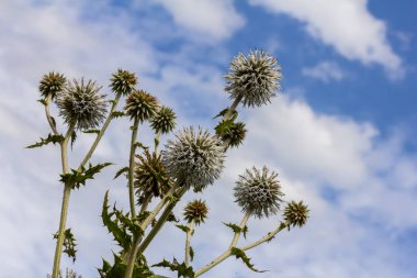 Echinops sphaerocephalus ve Glandüler Globe devedikeni olarak bilinen Büyük Dünya devedikeni 'nin seçici odak noktasını kapatın..