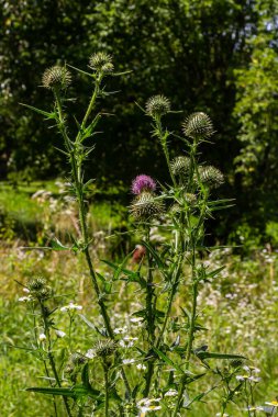 Mor mızrak-devedikeni çiçeği Cirsium vulgare 'in dikey görüntüsü..