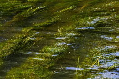 Nehirdeki su bitkileri - Pondweed - Potamogeton natans.