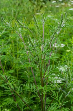 Yaygın bir yosun çiçeği, Ambrosia artemisiifolia.