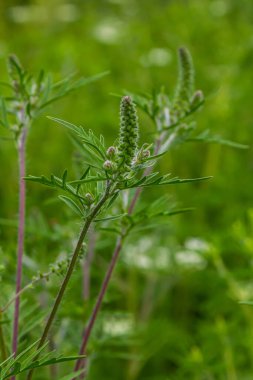 Yaygın bir yosun çiçeği, Ambrosia artemisiifolia.