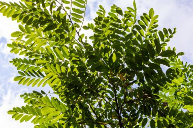 Robinia psödoacia, yaygın olarak çekirge çekirgesi olarak bilinir..