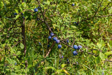 Blackthorn Prunus spinosa, Blackthorn olarak da bilinir..