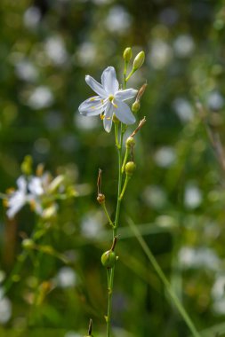 Anthericum ramosum 'un narin, beyaz ve sarı çiçekleri, yıldız şeklinde, vahşi, bulanık yeşil arka planda büyüyen, parlak ve güneşli yaz günü,.