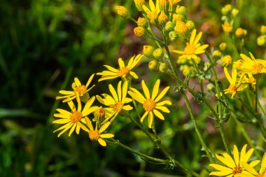 Senecio Vernalis 'in sarı çiçekleri bulanık yeşil arka planda yakın plan. Seçici odak.