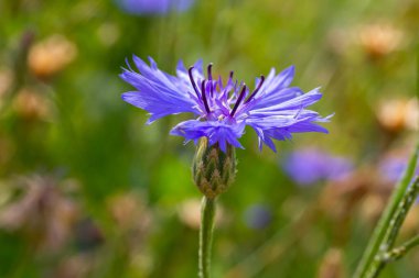 Mavi kantaron centaurea siyanus yenilebilir bir bitkidir..