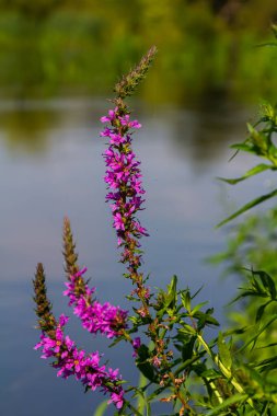 Mor gevşemiş Lythrum salikaria infloresans. Lythraceae familyasındaki çiçek başakları, ıslak yaşam alanlarıyla ilişkilidir..