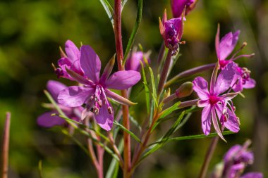 Pembe Çiçek açan Chamerion Dodonaei Alp Willowhere Fabrikası.