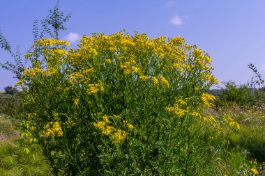 Senecio Vernalis 'in sarı çiçekleri bulanık yeşil arka planda yakın plan. Seçici odak.