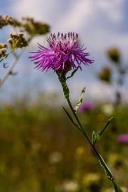 Centaurea jacea, Brown Knapweed olarak da bilinir, Brown-Ray Knapweed, Brownray Knapweed ve Hardheads olarak da bilinir..
