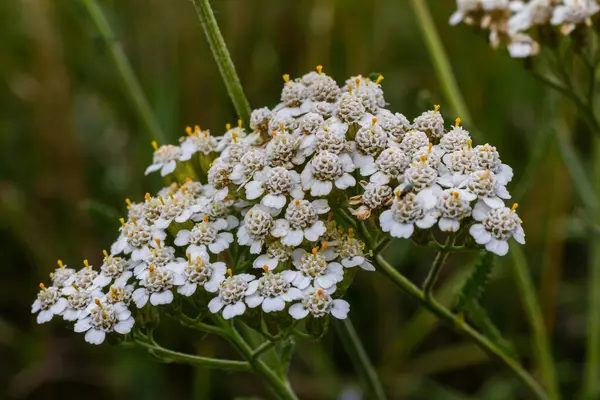 Common yarrow Achillea millefolium white flowers close up, floral background green leaves. Medicinal organic natural herbs, plants concept. Wild yarrow, wildflower.