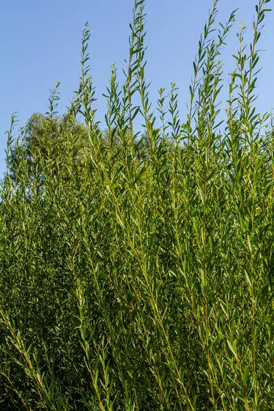 Salix purpurea mor söğüt veya osier, Salix familyasından Avrupa 'da yaşayan bir söğüt türüdür. Mor söğüt çiçeği, tükürük aromalı..