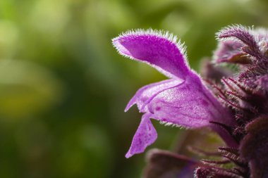 Deaf nettle blooming in a forest, Lamium purpureum. Spring purple flowers with leaves close up.