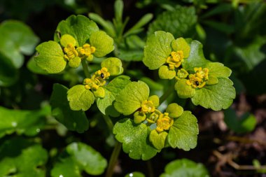 Yumuşak kenarlı, çiçek açan Golden Saxifrage Chrysosplenium alternifolium. Seçici odaklanma. İyileştirici özelliği var. Sarı pınar Küçük çiçekler.