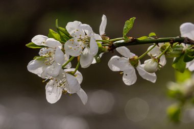 Mavi gökyüzünün altındaki ağaçtaki erik çiçeklerinin güzel dallarının seçici odak noktası, ilkbahar mevsiminde güzel Sakura çiçekleri, çiçek deseni, doğa arka planı..