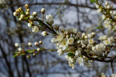 Mavi gökyüzünün altındaki ağaçtaki erik çiçeklerinin güzel dallarının seçici odak noktası, ilkbahar mevsiminde güzel Sakura çiçekleri, çiçek deseni, doğa arka planı..