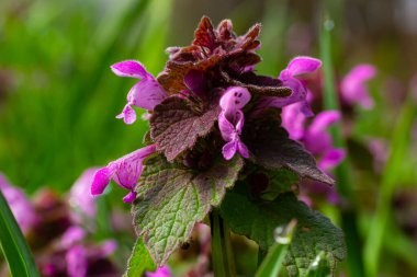 Deaf nettle blooming in a forest, Lamium purpureum. Spring purple flowers with leaves close up.