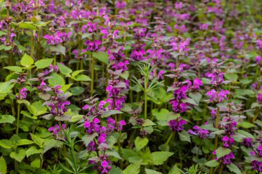 Deaf nettle blooming in a forest, Lamium purpureum. Spring purple flowers with leaves close up.