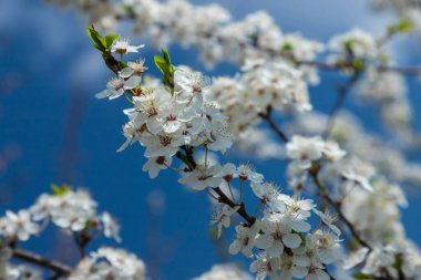 Mavi gökyüzünün altındaki ağaçtaki erik çiçeklerinin güzel dallarının seçici odak noktası, ilkbahar mevsiminde güzel Sakura çiçekleri, çiçek deseni, doğa arka planı..