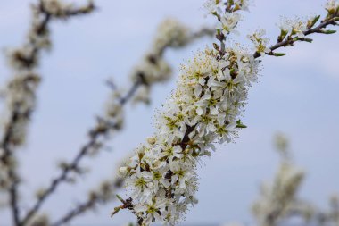 Prunus spinosa, ilkbaharda Sloe beyaz çiçekleri. Rosaceae ailesinin yabani bitkisi sonbaharda yenilebilir böğürtlen üretir..