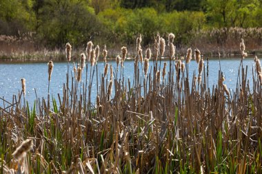 Tırmık kuyrukları nehir kenarındaki Typha latifolia 'ya hücum ediyor. İlkbaharın başındaki karlı arka planda çiçek açan tırtıl kuşlarının kapanışı. Tüylü kuyruk çiçekleri ve tohum başları.